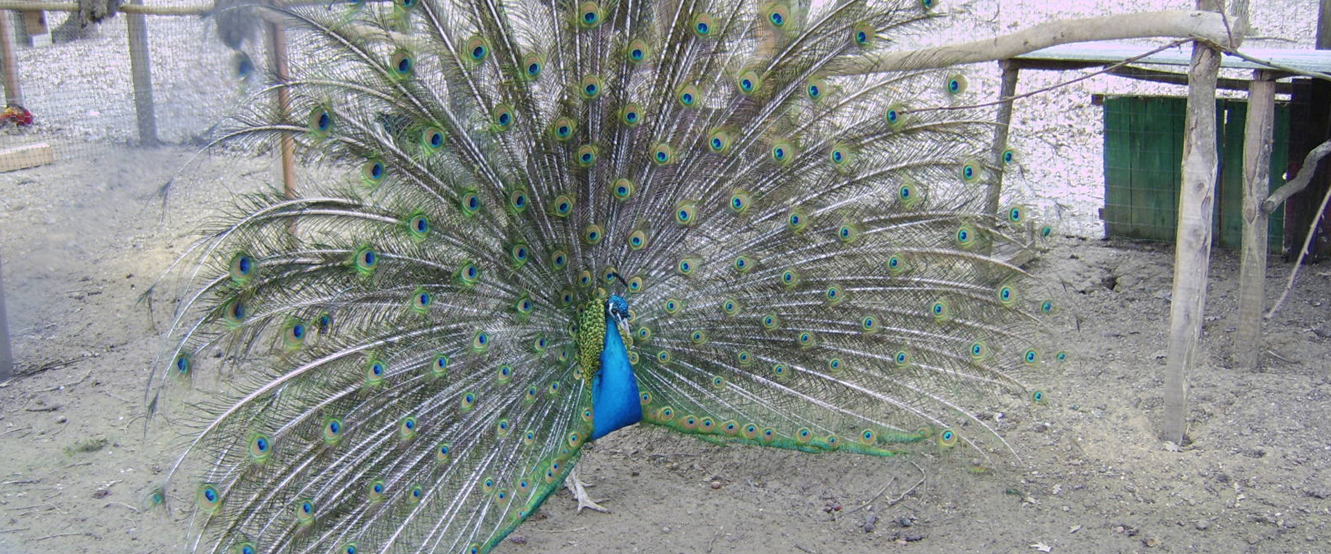 Agriturismo Il Faetino